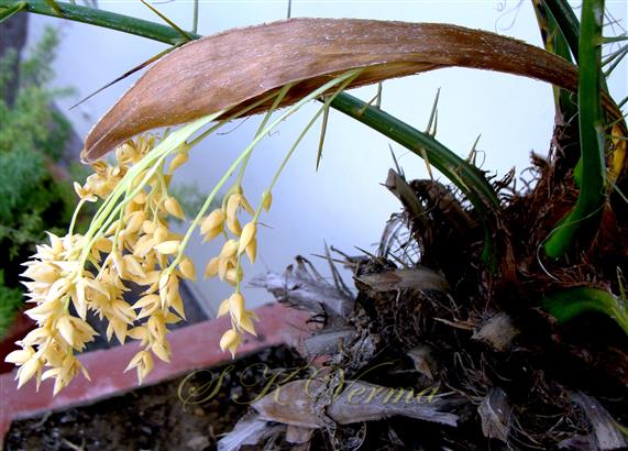  Male Inflorescence with prophyll